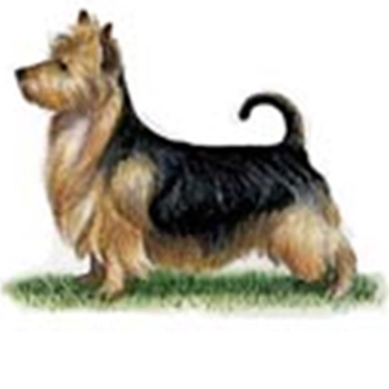 Australian Terrier - Click Image to Close